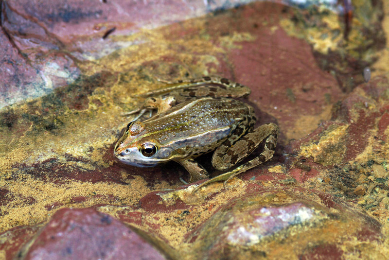 Determinazione rana - Pelophylax sp. (Livorno)